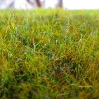 Modelling Static Grass