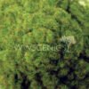 2mm Spring Grass 2 (watermark) 2mm Spring Grass 2 (watermark)