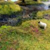 Grass 6 Grass 6
