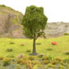 Árbol de tipo caducifolio Verde oscuro 2
