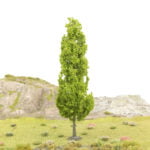 Tall Poplar Type Tree 2