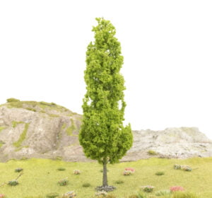 Hochgewachsene Pappel Typ Baum 2