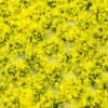 Daffodil 4mm Static Grass Tufts 3