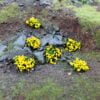 Daffodil 6mm Static Grass Tufts 4