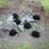 Scorched 6mm Static Grass Tufts 4