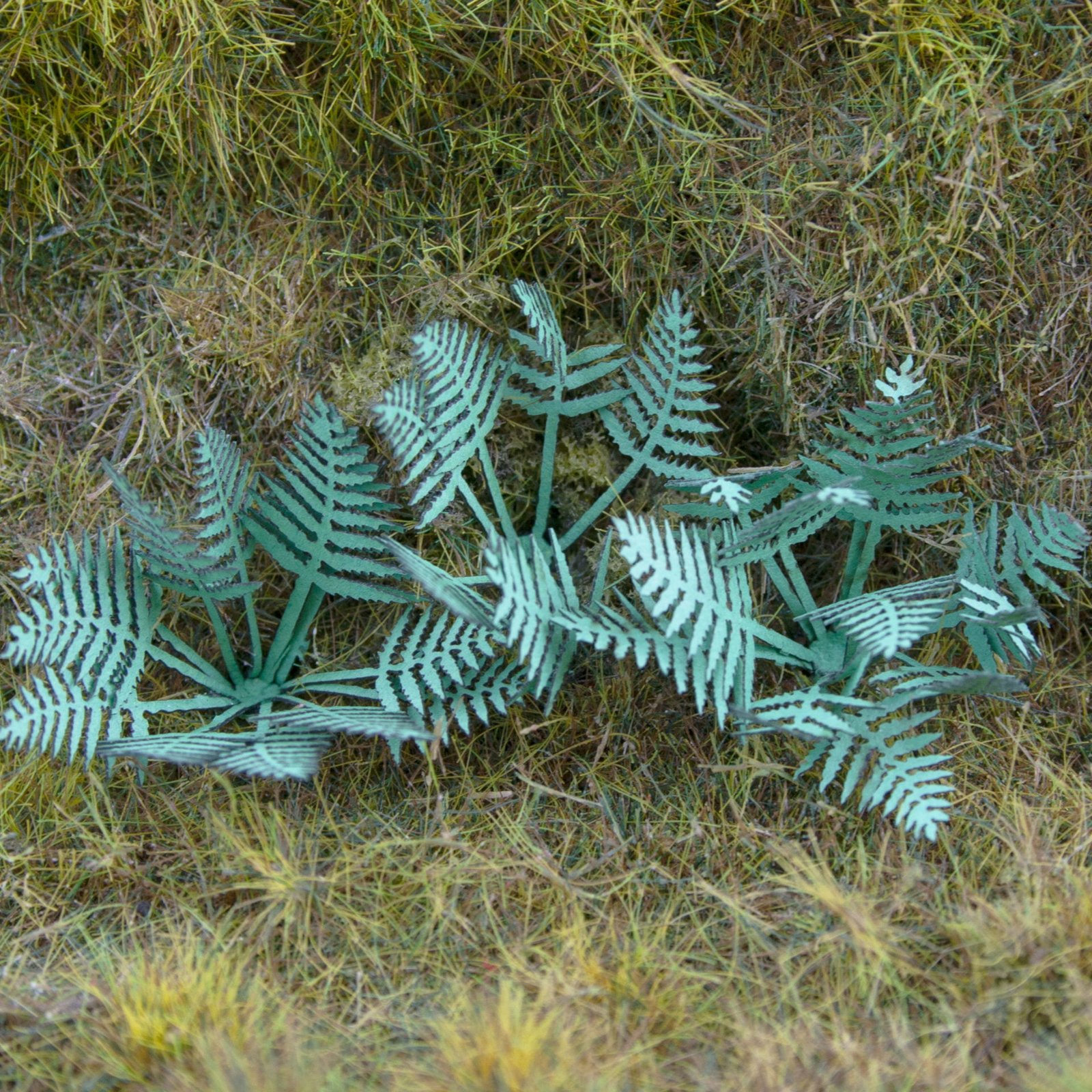 Ferns 7