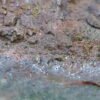Dry Earth 500ml Tub Image 5