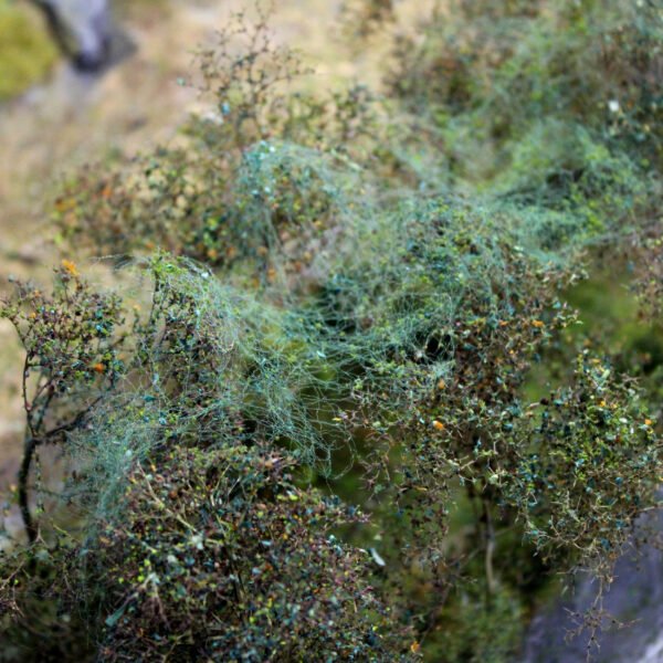 Modelling Fibre 5 Modelling Fibre 5