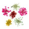 Realistic Wild Flowers 2