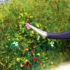 Realistic Wild Flowers 5
