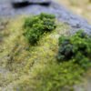 Bushes 1