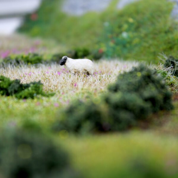 Bushes 12