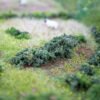 Bushes 13