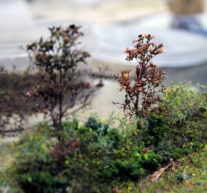 Leaves 1