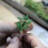 Fern Leaves 4 Fern Leaves 4