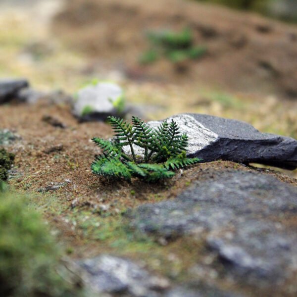 Fern Leaves 6 (1) Fern Leaves 6 (1)