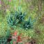 Flocked Weeds 6